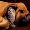Cute Cat And Dog