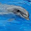 Dolphins And Other Marine Mammals Puzzle - 1