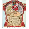 Human Anatomy & Physiology - part one