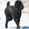 Poodle Jigsaw