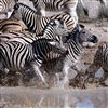 Zebra Sliding Puzzle