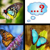 Butterfly Memory Match