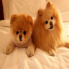 Cute Doggys Puzzle
