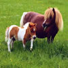 Cute Pony Puzzles