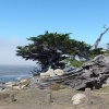 Monterey Jigsaw