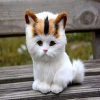 My name is Cat
